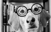 pic for Funny Dog Wearing Glasses 